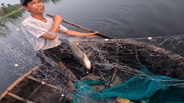 Giăng Lưới Bắt Nguyên Bầy Cá Thác Lác Trắng - Chuột Miền Biển