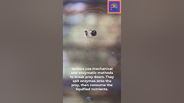 Spider Showdown Hunting a Fly on its Web