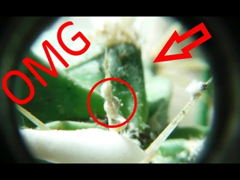 Come uccidere Mealy Bugs con alcool!
