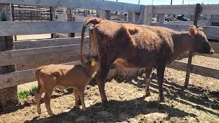 Nurse Cow Pair @ LLA 5-12-26