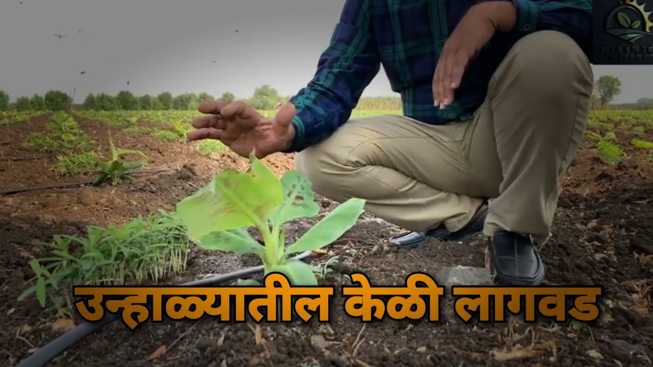 उन्हाळ्यातील केळी लागवड तंत्रज्ञान|केळी खत व्यवस्थापन|भारत कृषी उद्योग|