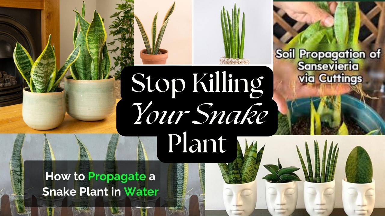 Уход за сансевиерией: комнатные растения, полив, освещение и советы по размножению / Советы по вы...