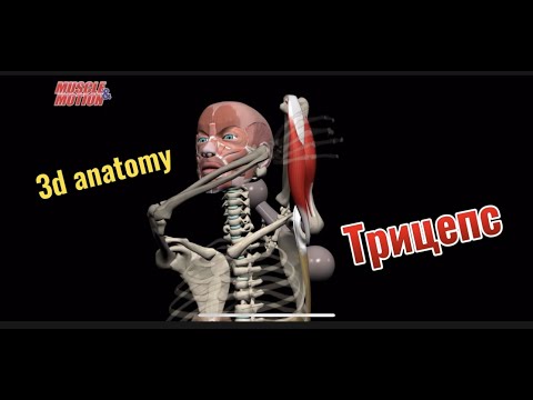 Трехглавая мышца плеча (трицепс). 3d anatomy MUSCLE MOTION