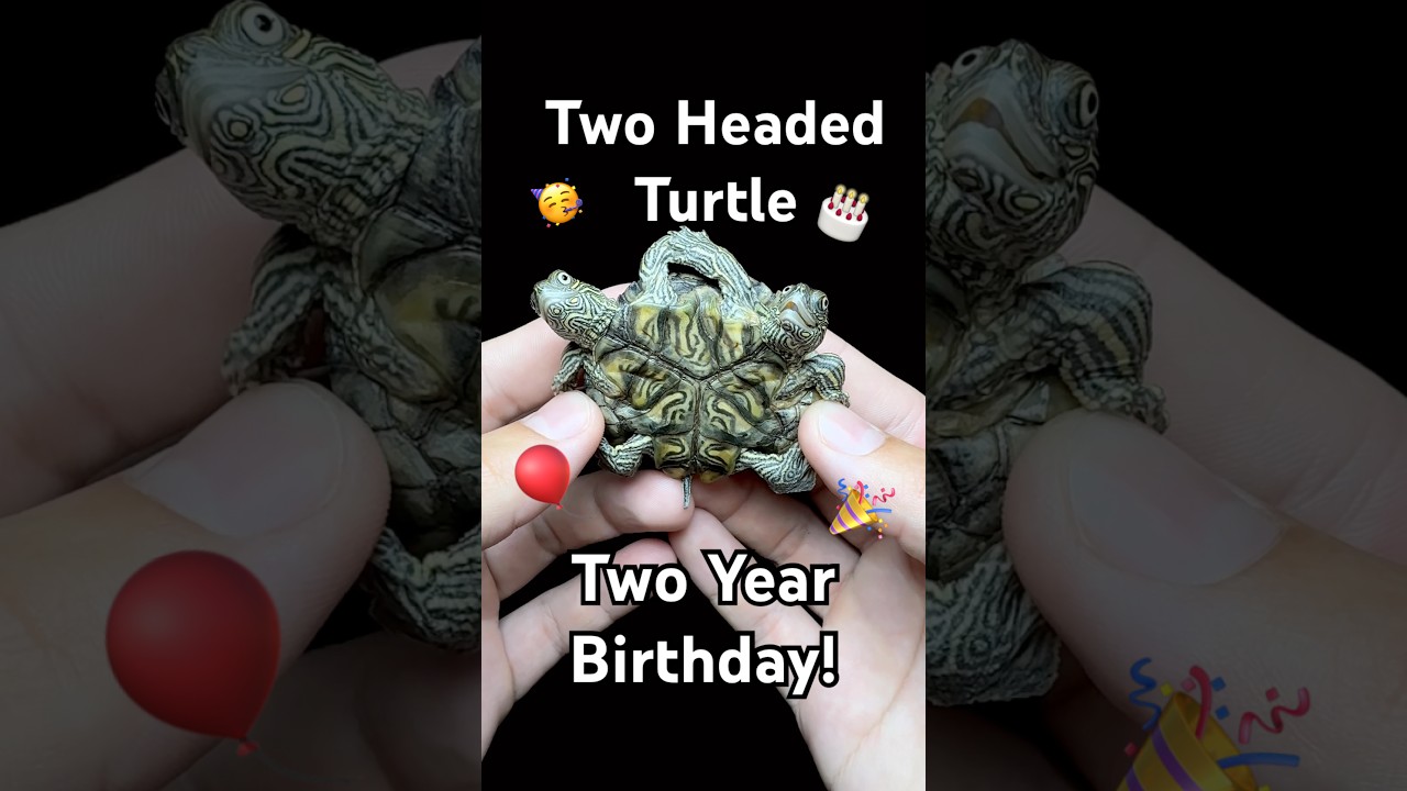 Two Headed Turtle’s Two Year Birthday!
