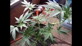 my bag seed experiment (first born) week 4 of flower