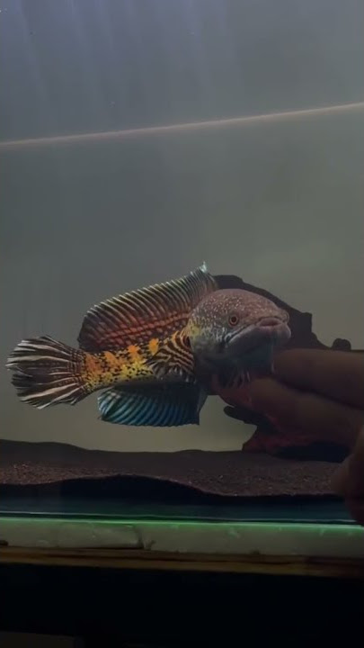 STORY WHATSAPP ikan chana #chana #chanakeppersindonesia
