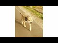 Pitbulls l Best breed l New latest video l 2019