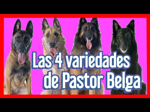 Las 4 variedades