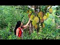 The amazing story of jackfruit  part1  poorna  the nature girl 