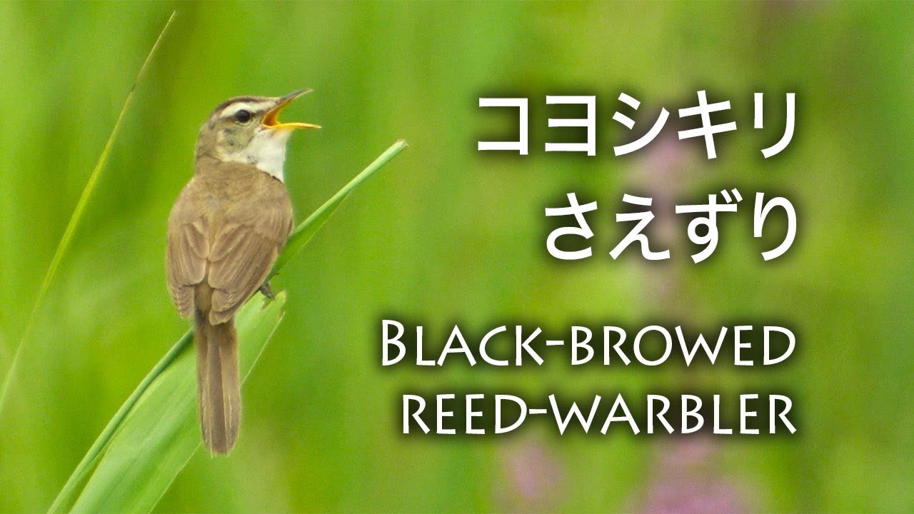 野鳥観察 コヨシキリのさえずりと エゾミソハギ Black Browed Reed Warbler Youtube