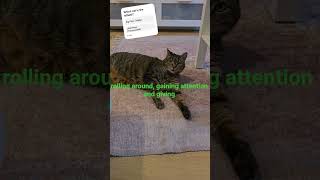 Tabby Looking For Attention