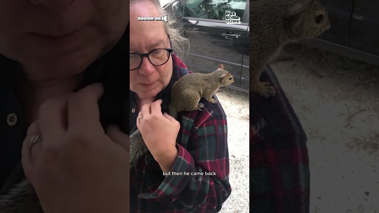 Rescued Squirrel Visits Man Everyday in Workshop