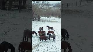 Checking on Horses by honeysada 2,957 views 2 months ago 1 minute, 2 seconds
