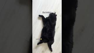 #cat #catvideo #cutecat #cuteanimals #blackcat #putin