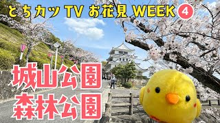 とちカツTV　桜WEEK｜尾張旭市｜桜が見頃！愛知県森林公園と城山公園に行ってみた！