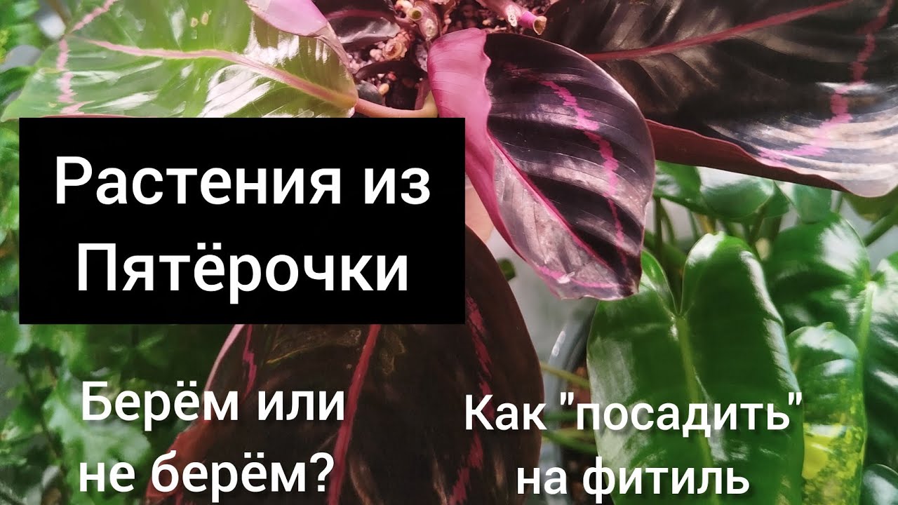 РАСТЕНИЯ ИЗ ПЯТËРОЧКИ: БЕРËМ ИЛИ НЕ БЕРËМ? 