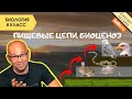 Пищевые цепи. Биоценоз. Биология 8 класс. Круговорот веществ в природе. Экосистемы. Пищевая цепочка