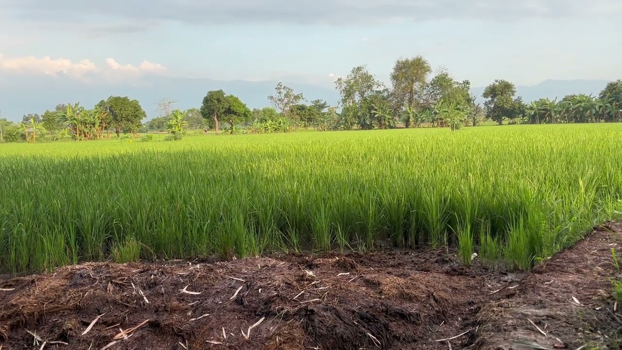 Sawah petani ini sedang hijau hijaunya.