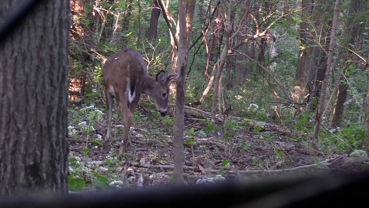 James' 2016 Kentucky Deer Hunt 