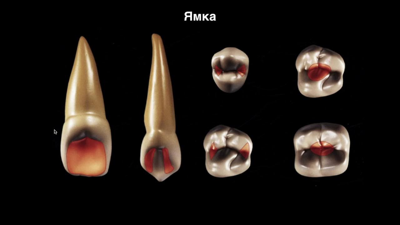 Human dental anatomy. Tooth anatomy numbering infographics. Sectional anatomical