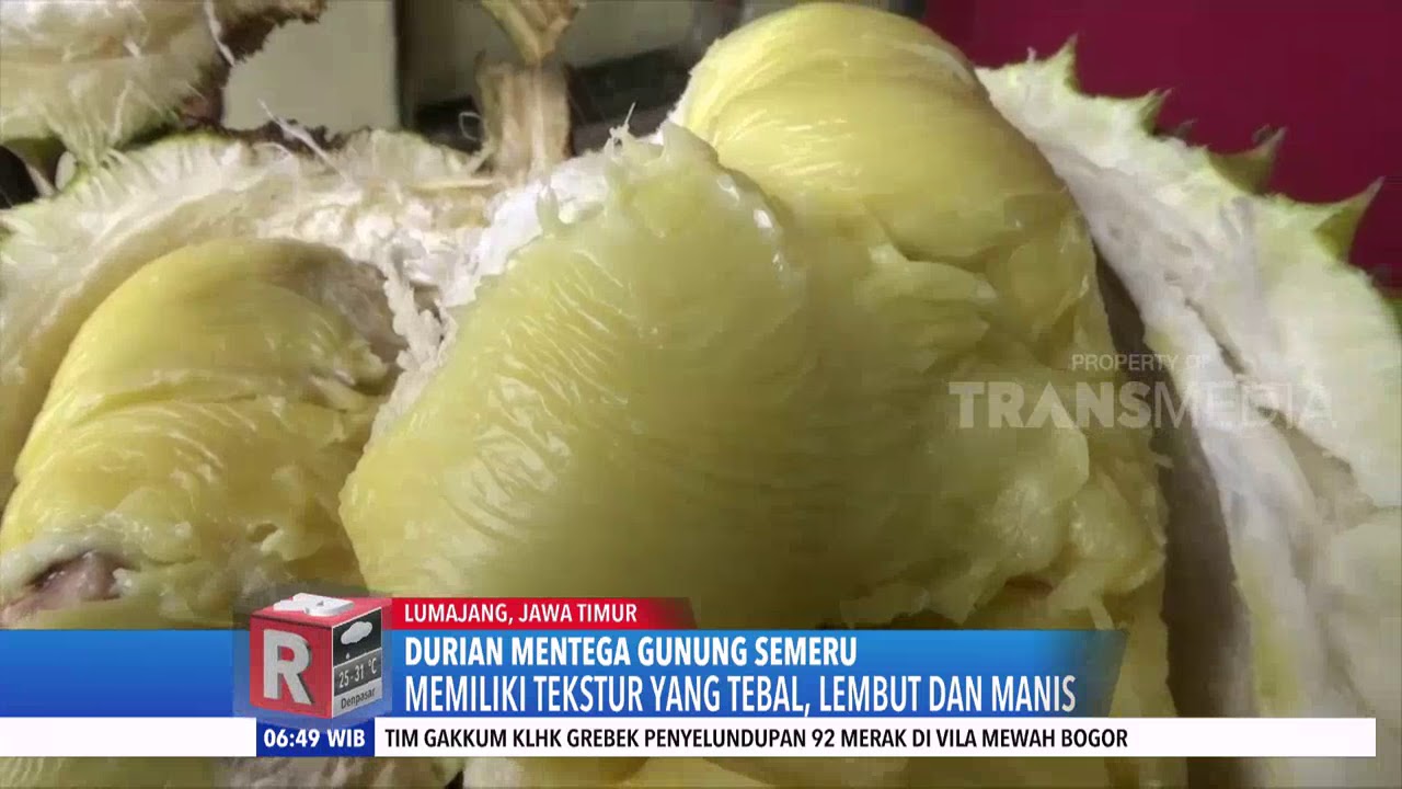 Unduh 91 Gambar Durian Mentega Terbaik Unduh 91 Gambar Durian Mentega Terbaik
