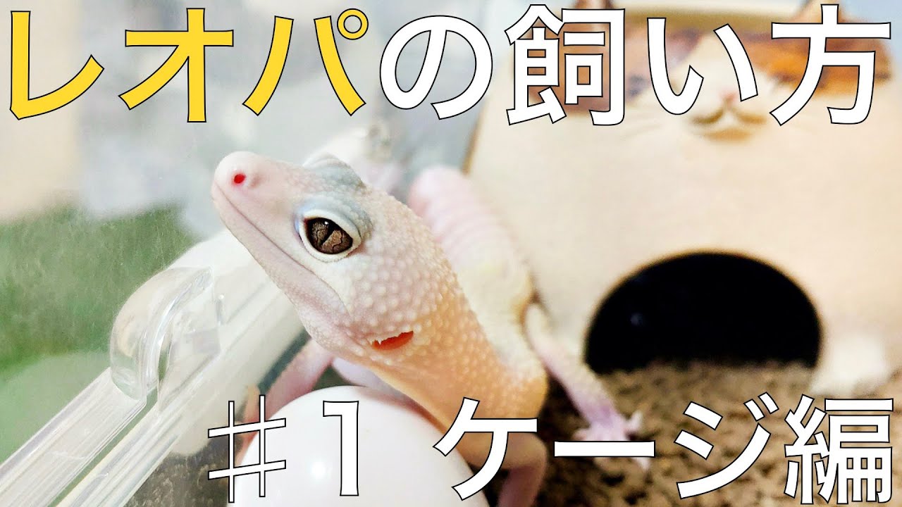 レオパ】🔰初心者向け ヒョウモントカゲモドキの飼育方法♯1 ケージ編