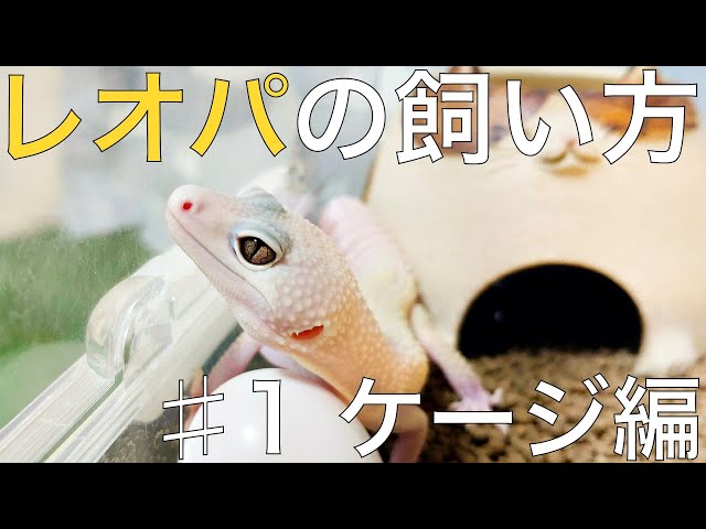レオパ】🔰初心者向け ヒョウモントカゲモドキの飼育方法♯1 ケージ編