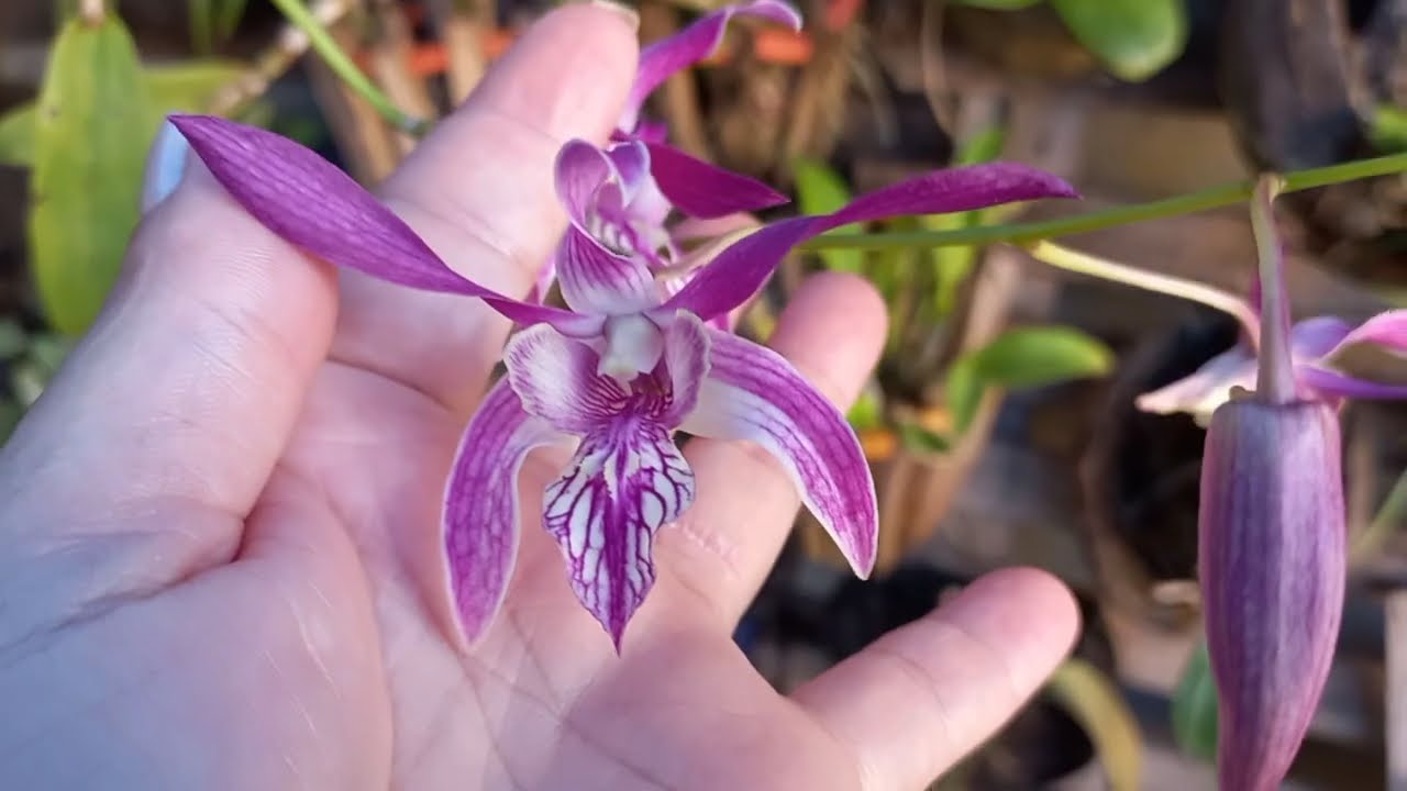 Muitas flores lindas  pra mostrar pra vocês