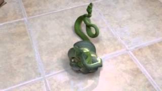 Green tree python breeding pair fighting Wealth