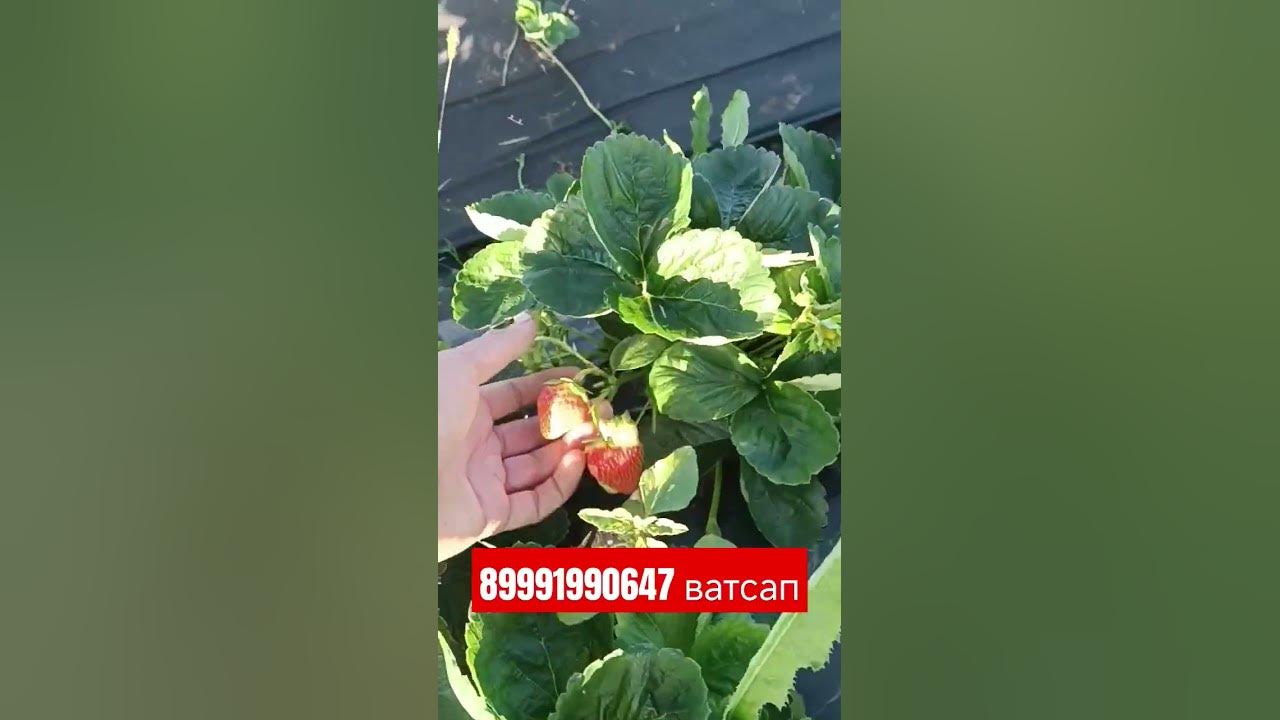 Сорт клубники Ания , Аня. #strawberry #сад #огород #рассадаклубники# ...
