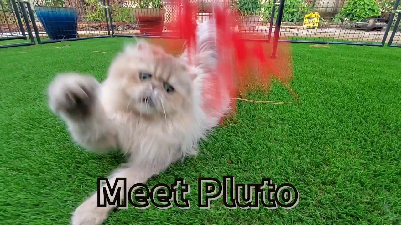 Pluto, the Blue Golden Persian Stud