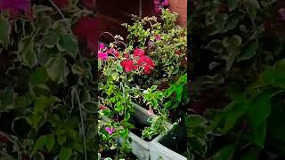 Supermercado Reimberg plantas plantasdecasa tour garden
