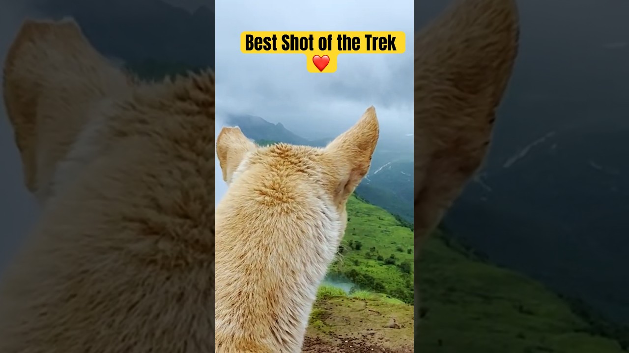 Video thumbnail: #animallover #doglover #furries #nature #shortsvideo #travelhappy #animalshorts #animals #dogshorts