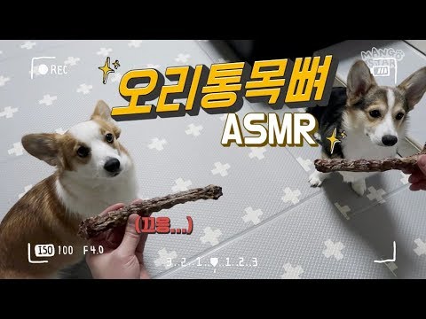강아지 먹방 - 수제간식 오리목뼈 리얼사운드 ASMR