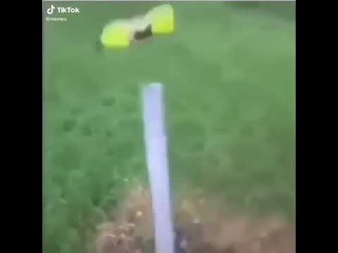 meme-of-the-year-award