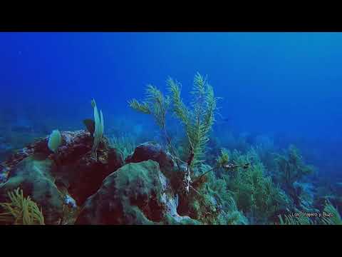 Buceo - Diving in Trampa Tortuga San Andrés - Colombia