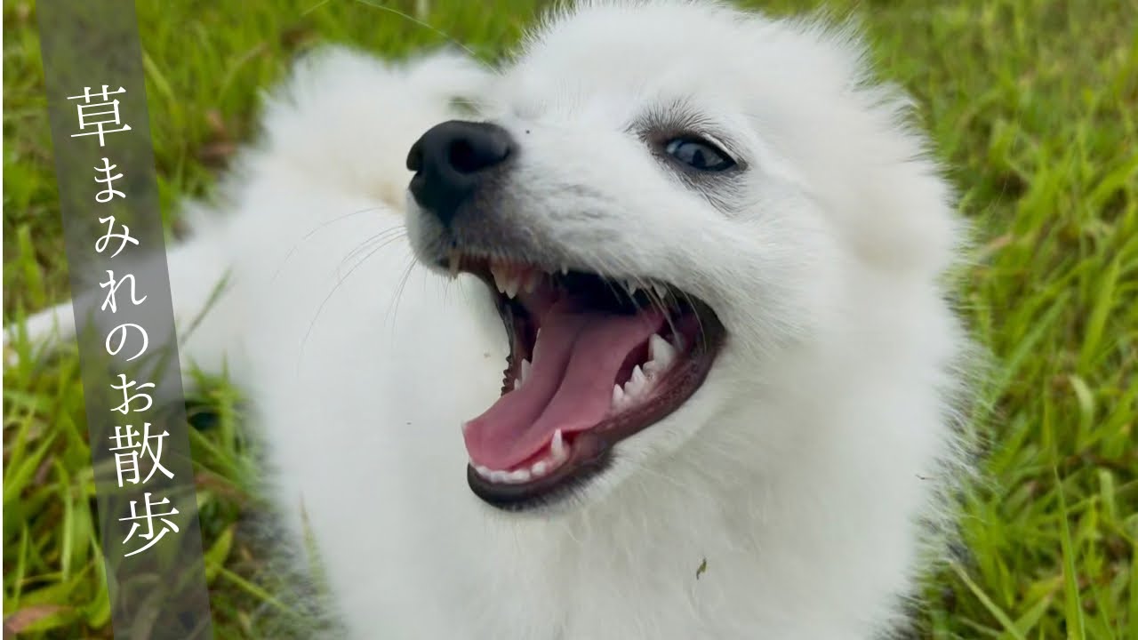 雨上がりのお散歩でハイテンションな子犬が尊い
