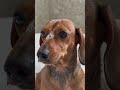 টু ফানি #video #everyone #edit #love #art #video #edit #funny #viral #likee #viralreels