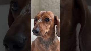 টু ফানি #video #everyone #edit #love #art #video #edit #funny #viral #likee #viralreels