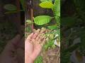 ഒന്ന് ഓർത്താൽ ഒന്നും ഓർക്കാത്തത് തന്നെയാണ് നല്ലത്....