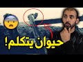 هذا النمس يتكلم مثل الإنسان قصة حقيقية