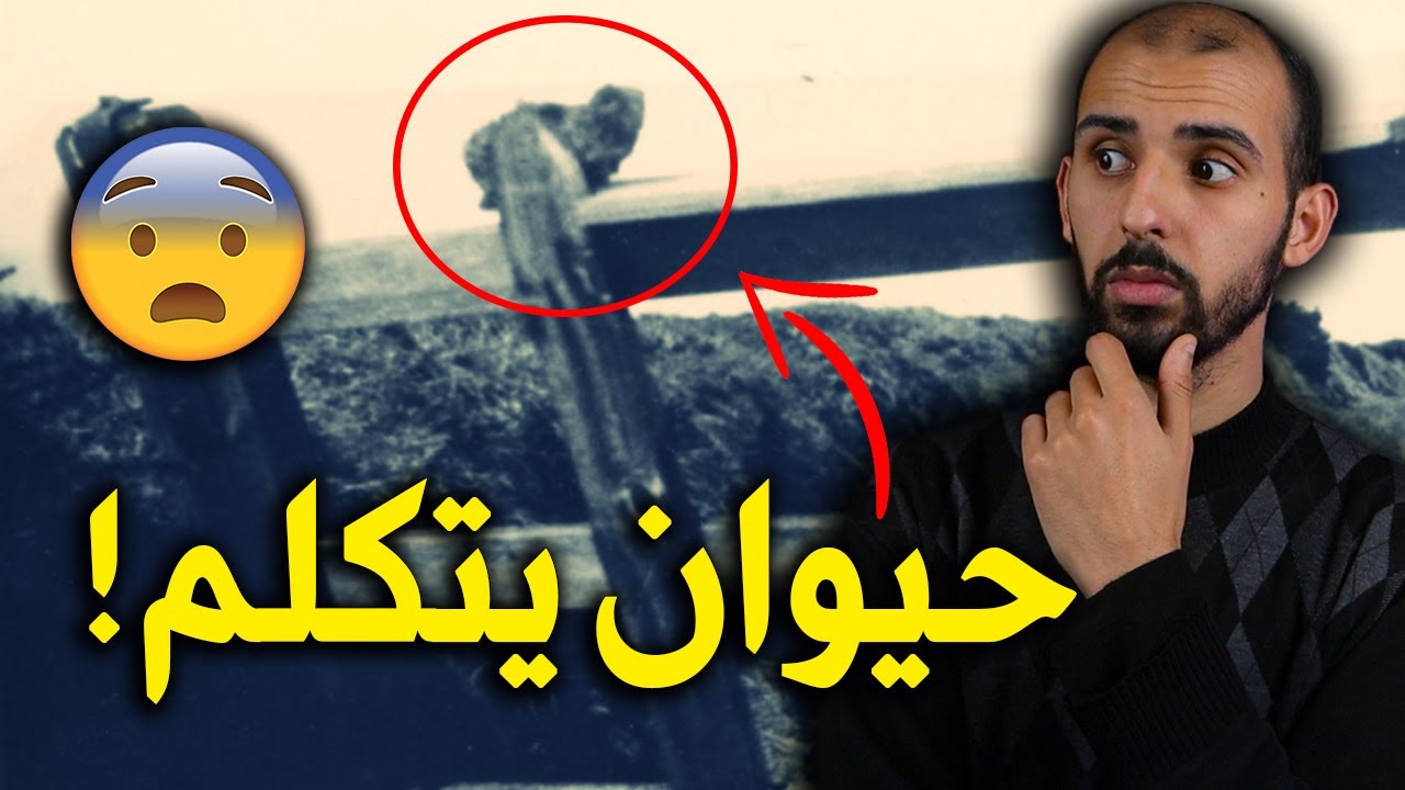 هذا النمس يتكلم مثل الإنسان! 😨 | قصة حقيقية