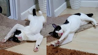 5 Reasons Why Cats Roll Around on Their Backs#고양이#猫