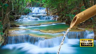 Make You Like in The River! The Sound Of Flowing Water Is Relaxing And Makes You Fall Asleep Quickly