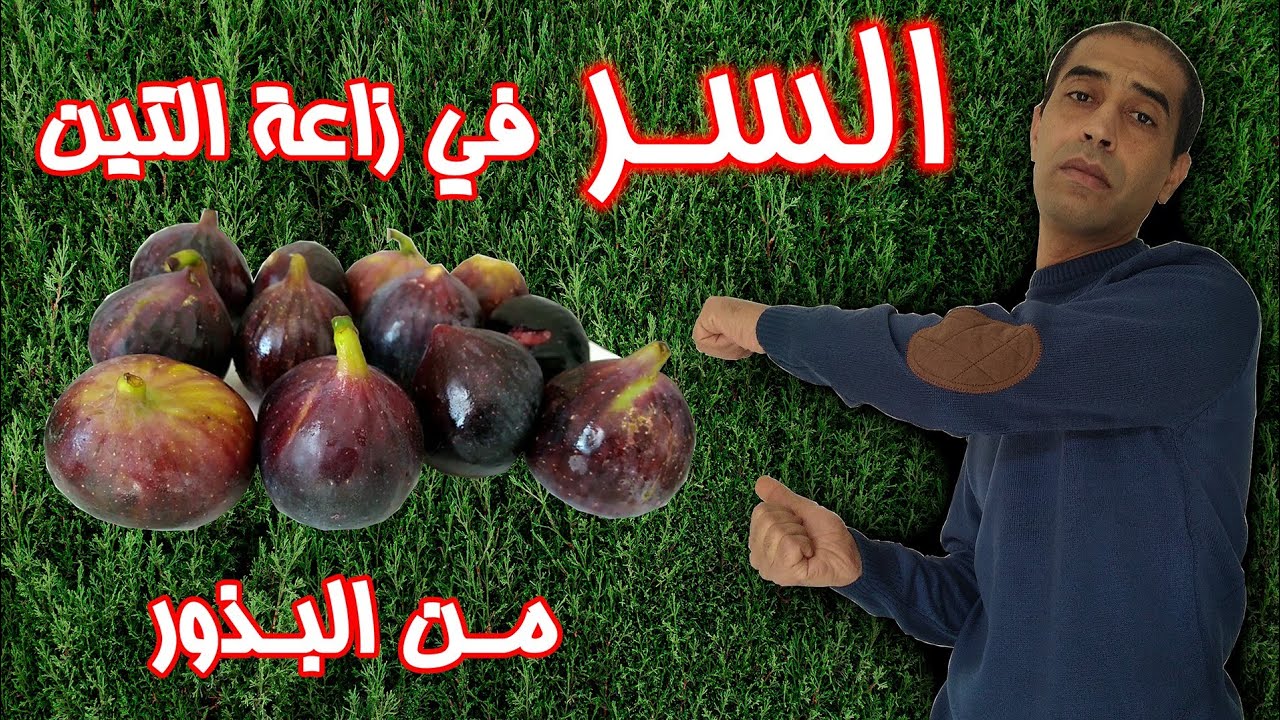 السر الذي يخفيه عليكم اصحاب المشاتل في زراعة التين من البذور مع مثال حي لشجرة عمرها عشرة سنوات .