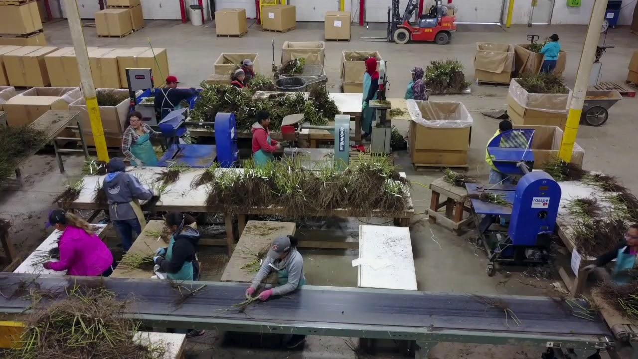 Bare-root Rose Processing - YouTube