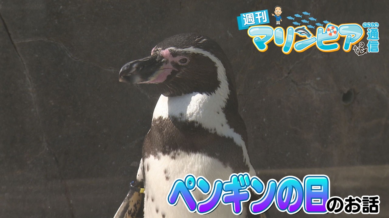 週刊マリンピア通信 ＃213 ペンギンの日 - YouTube