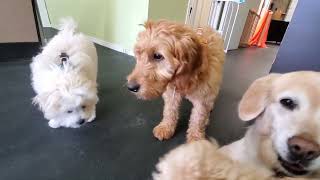 Puppy Parties April 13