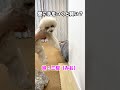 トイプードルの虎太郎と三桜は賢い?それとも? #shorts #dog #トイプードル #犬