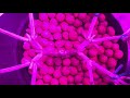 How Mainlining / Manifolding A Cannabis Plant Works